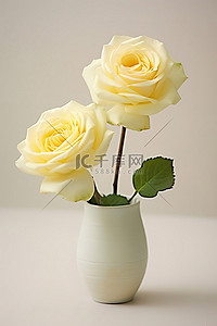 杯子里的两朵白玫瑰
