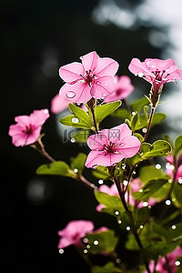 夏天植物花朵背景图片_白光落在一些粉红色的花朵上