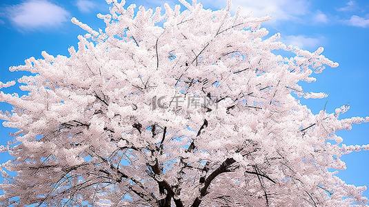 粉色的樱花树背景图片_盛开的樱花树pc92354867