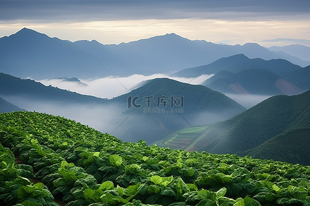 天津之眼背景图片_山脊过白菜 丰化 长冲 越南 天津