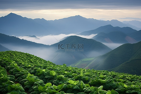 白菜好物背景图片_山脊过白菜 丰化 长冲 越南 天津