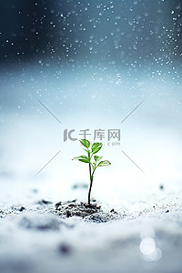 雪芽生长植物