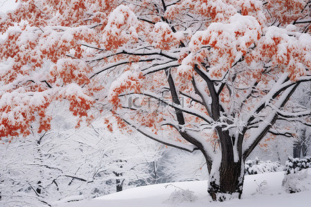 一棵被雪和其他树枝覆盖的树