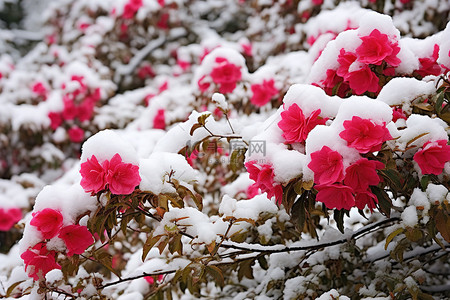 一朵红色的花，有白雪覆盖的灌木