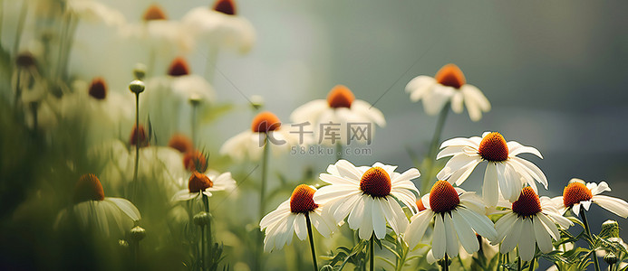 一群花朵背景图片_背景模糊的田野里盛开着一群白色和棕色的花朵