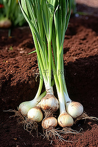 蔬菜农产品背景图片_两个切片洋葱生长在砖花盆下的泥土中