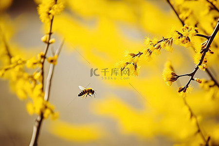 一只蜜蜂在开着黄色花朵的树枝附近飞翔