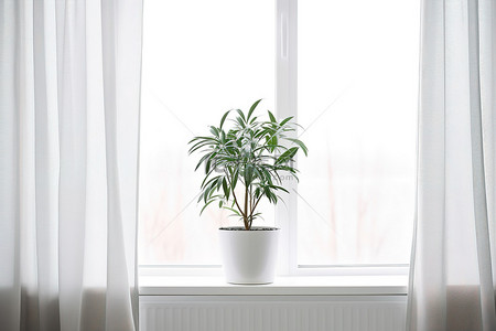 房间窗台上的盆栽植物，配有白色窗帘