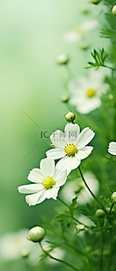 测体温的大白背景图片_绿色背景下的大白花背景