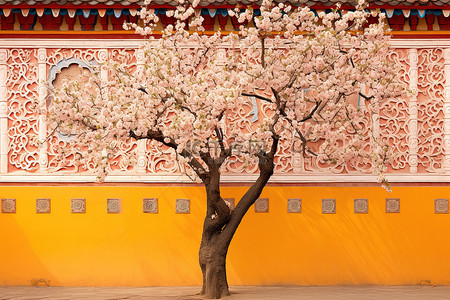 黄墙附近一棵亚洲风格的粉红花树
