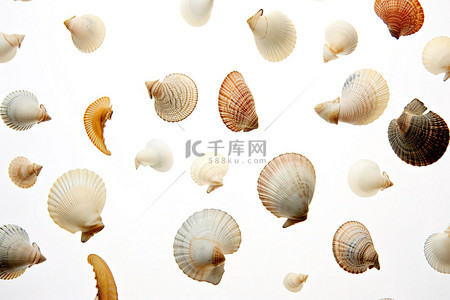 甲壳类动物背景图片_一堆贝壳漂浮在空中