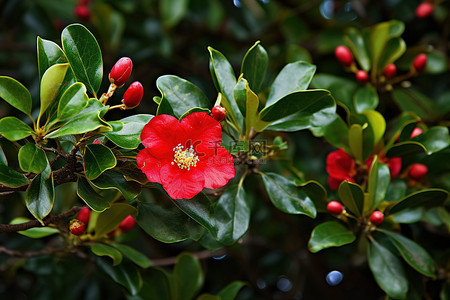山茶花背景图片_老灌木上的绿叶和鲜红的花朵