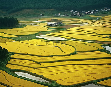 稻田村庄背景图片_被稻田包围的田野的鸟瞰图