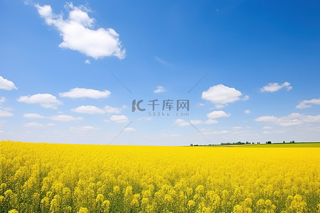 欧洲黄色背景图片_黄色田野和蓝天的田园风光