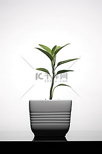 盆栽发芽背景图片_小白盆里的小植物