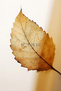 一片叶子的特写，有棕色叶子和白色背景