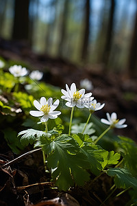 白色的花朵生长在森林里