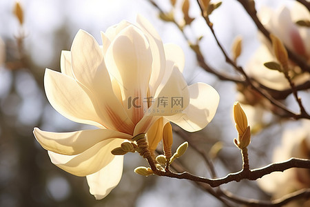 白色的玉兰花背景图片_大自然中的玉兰花 照片玉兰花 美术印刷品