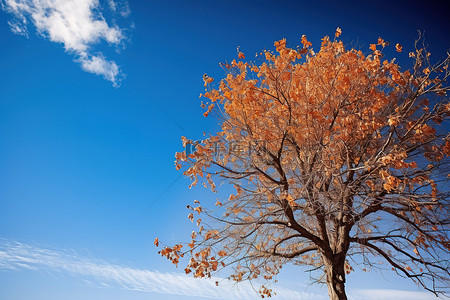 果树景观背景图片_一棵树，叶子映衬着蓝天