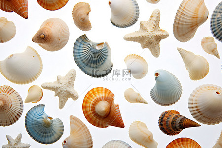 各种不同形状的贝壳