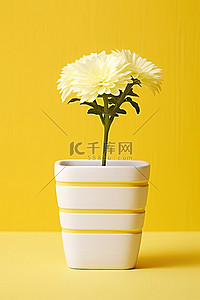 黄色背景中带黄色条纹框的白色小花盆