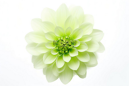 一朵小绿花，白色背景上有一朵小花