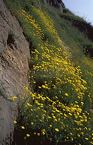 黄色的山坡背景图片_山坡上有很多黄色的花