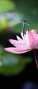 房费蜻蜓背景图片_粉红色睡莲和小蜻蜓的有趣照片
