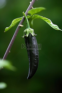 绿芽背景图片_带有大绿芽的细长辣椒