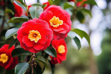 山茶花背景图片_红色山茶花在绿色开花树的边缘，上面有花