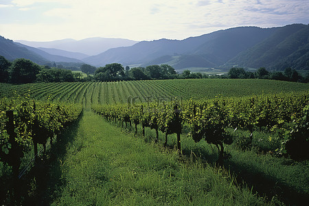 葡萄园背景图片_奥地利第一批葡萄园位于凯瑟霍夫葡萄园的草地上