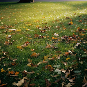 落背景图片_秋叶落在一大片绿草上