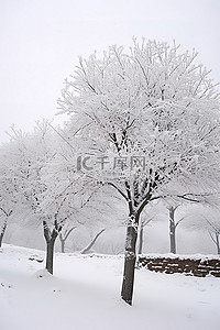 和牛雪花牛里脊背景图片_一个小公园，雪中有两棵被雪覆盖的树
