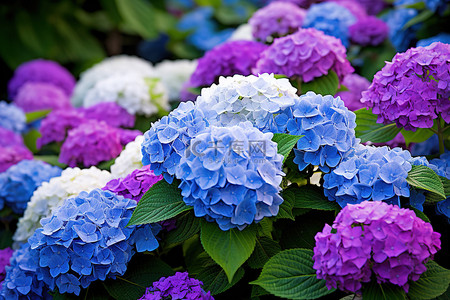 盛开的绣球花 蓝色和白色图像 盛开的绣球花 p128a002
