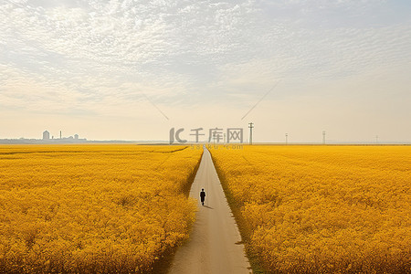 火力全开飘带背景图片_上海的黄色田野开满了黄色的花朵