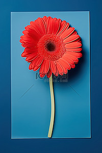 一朵红色的格柏花在一张蓝色的纸上呈正方形