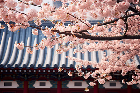 夏季开花季节的首尔寺庙群