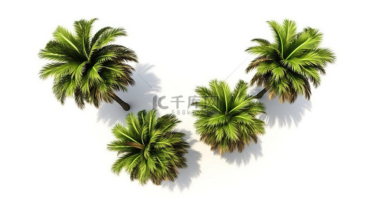 从顶视图看白色背景隔离棕榈树的 3D 插图