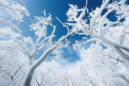 积雪覆盖的树木，背景是蓝天