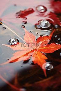 漂浮的落叶背景图片_漂浮在水中的红叶