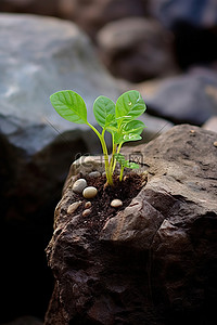 植物在岩石上生长的开始