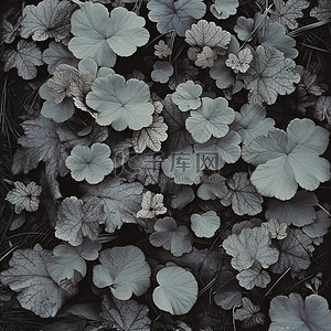 几片树叶背景图片_几片长满青苔的叶子的黑白照片