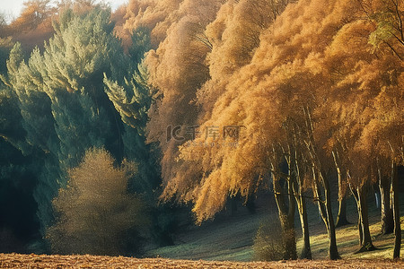 旅行黄色背景图片_树是秋天的，颜色是黄色的