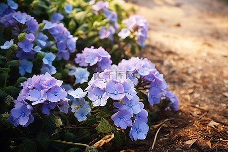 地里的西瓜背景图片_旁边的地里长着许多紫色的花