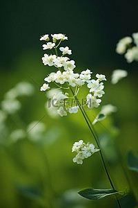 白花花的雪背景图片_绿色背景上的小白花植物
