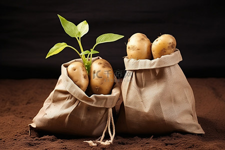 土豆放烧杯里背景图片_纸袋里的两个土豆生长在农场的泥土里
