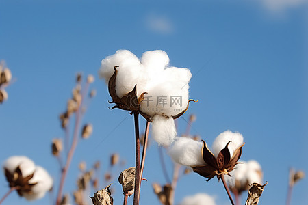 蓝天背景下茎上的棉花植物