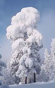 树上的蝉背景图片_一片雪云盘旋在一群树上