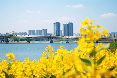 河中间的黄色花朵，背景是河桥