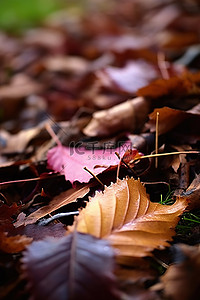 秋天城市背景图片_城市草地小路上的树叶